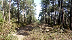 A firebreak on the Setúbal Peninsula in Portugal