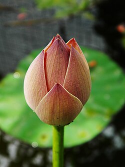 Bud of water lotus (Nelumbo nucifera), an aquatic plant
