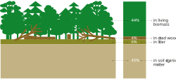Proportion of carbon stock in forest carbon pools, 2020[22]