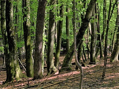 One of the environments in which Alfisols can develop is the Temperate deciduous forest