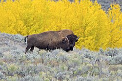 Adult male (behind) and adult female (in front), in Yellowstone National Park