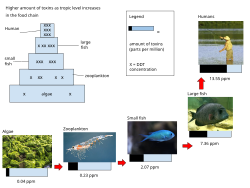 Biomagnification is the build up of toxins in a food chain. The DDT concentration is in parts per million. As the trophic level increases in a food chain, the amount of toxic build up also increases. The X's represent the amount of toxic build up accumulating as the trophic level increases. Toxins build up in organism's tissues and fat. Predators accumulate higher toxins than the prey.