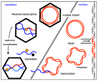 Caulimoviridae replication. Rarely, fragments of DNA will endogenize into a plant genome.(right)