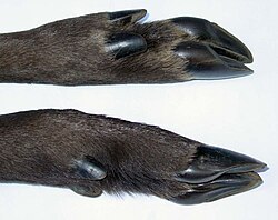 Cloven hooves of roe deer (Capreolus capreolus), with dewclaws