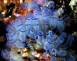 Tunicates such as this bluebell tunicate contain vanadium as vanabins.