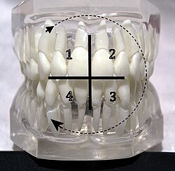 FDI Notation, teeth's quadrants