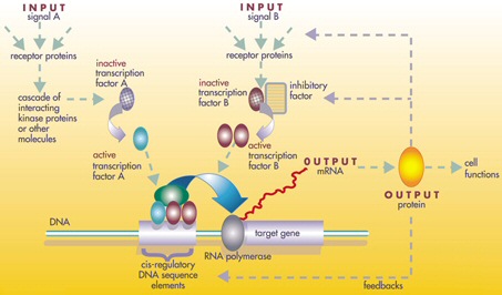 A gene regulatory network