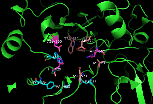 Key residues that interact with substrate where turquoise residues correspond to interactions with Man2GlcNAc2, pink residues correspond to interactions with kotalonal, and magenta residues corresponds to interactions with both Man2GlcNAc2 and kotalonal. Generated from 3LPO[15]