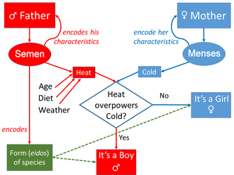Aristotle's view of inheritance, as a model of the transmission of patterns of movement of the body fluids from parents to child, and of Aristotelian form from the father
