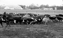 Modern day cattle drive, 1987