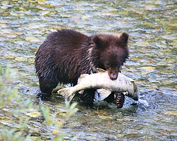 Bear cub with salmon
