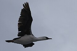 Seabird in flight against a grey sky