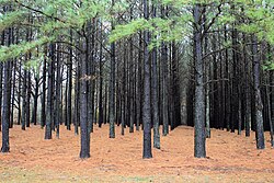 A pine plantation in the United States