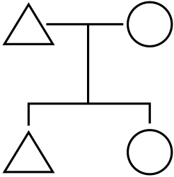 Minimal kinship chart: a male and female producing male and female offspring