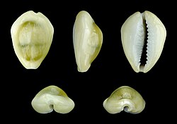 Money cowry (Monetaria moneta); length 2.6 cm; Palou Tello, Batu Islands, Indonesia