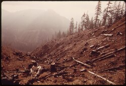 In this clearcut, almost all of the vegetation has been stripped from the surface of steep slopes, in an area with very heavy rains. Severe erosion occurs in cases such as this, causing stream sedimentation and the loss of nutrient-rich topsoil.
