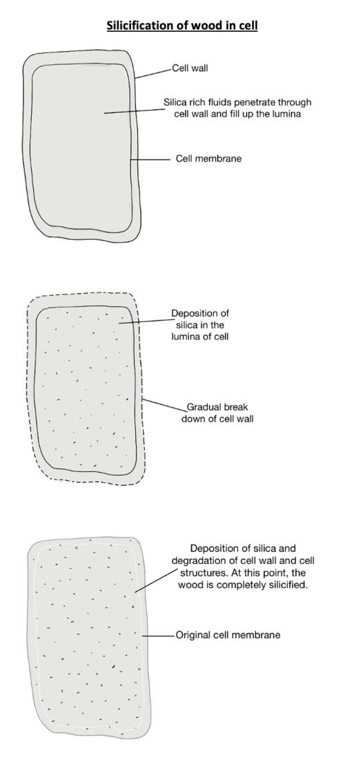 This diagram shows the mechanism of silicification of wood in a cell. Silica penetrates through the cell wall. Cell structures gradually deteriorate and silica deposits in the entire cell. Adapted and modified from Furuno,1986 and Fengel, 1991.[18][19]