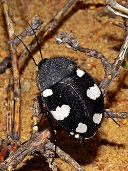 Domino cockroach Therea petiveriana, normally found in India