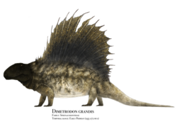 Synapsid: Dimetrodon grandis