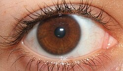 A light brown iris