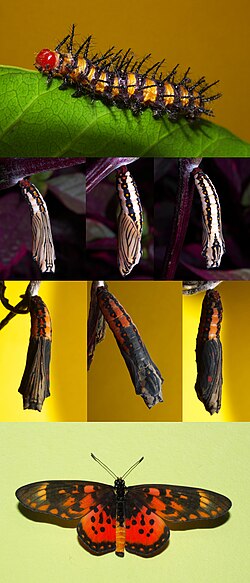 Acraea zetes caterpillar to pupae to butterfly metamorphosis by Nick Hobgood