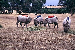 Testing Australian sheep for exhaled methane production (2001), CSIRO