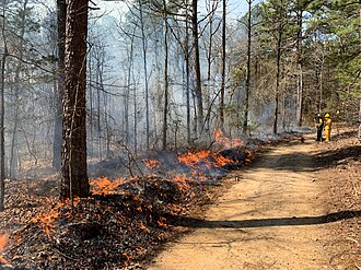 Prescribed burning is a technique used in ecosystem management. This indirectly benefits society via the maintenance of ecosystem services and the reduction of severe wildfires.