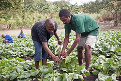 Homeless boys at City Mission Farm near Port Moresby learning various vocational skills