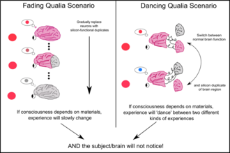 The "fading qualia" (left) and the "dancing qualia" (right) are two thought experiments about consciousness and brain replacement. Chalmers argues that both are contradicted by the lack of reaction of the subject to changing perception, thus demonstrating that perception is not explained by some physical fact external to the "hardware" of the brain. He concludes that the equivalent silicon brain will have the same perceptions as the biological brain.[32][33]