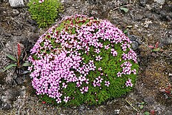 Silene acaulis, moss campion