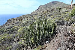Euphorbia canariensis is a succulent endemic to the Canary Islands