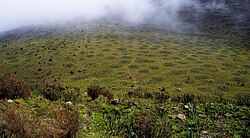 Cryogenic earth hummocks on Mount Kenya