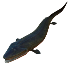 Tiktaalik, an early air-breathing elpistostegalian. They were among the vertebrates which died out due to the Kellwasser event