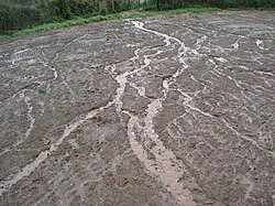 A downslope view of part of the eroding rill network from County Tyrone, Northern Ireland. See below for a close-up view of a single rill
