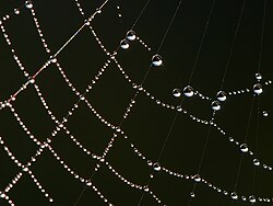 Dew on a spider web