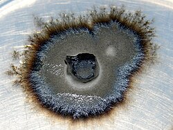 An ericoid mycorrhizal fungus isolated from Woollsia pungens[67]