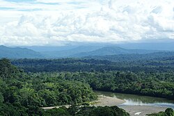 Amazon rainforest