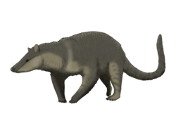 Speculative reconstruction of the controversial Protungulatum