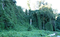 Kudzu growing over and smothering trees in Atlanta, Georgia