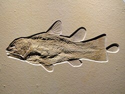 Coelacanth from the Solnhofen Limestone