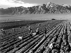 Farm workers on a field near Mount Williamson in Inyo County, California. This photograph is by Ansel Adams.