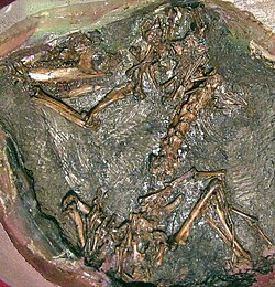 Henkelotherium, a likely arboreal dyolestoid from the Late Jurassic of Portugal