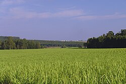 Sugarcane plantation to produce ethanol in Brazil