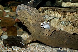 Eastern Hellbender in captivity