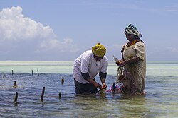 Women working with seaweed