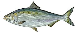 After an absence lasting many decades, the American Shad has recently returned to the Potomac.