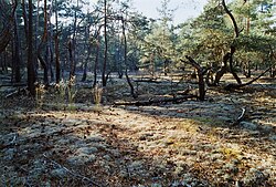 Pine forest with Cladonia lichen ground-cover