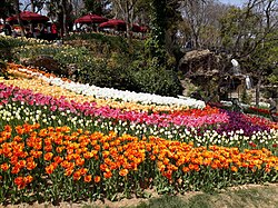 Tulip is a national flower of Turkey. Emirgan Park in Istanbul hosts Tulip Festival each year.