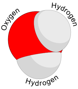 A water molecule consists of two hydrogen atoms and one oxygen atom.