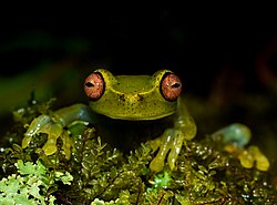 Aplastodiscus arildae, a species of frog that is endemic to Brazil